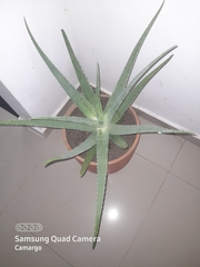 Aloe