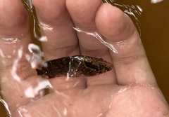 Nandus nebulosus