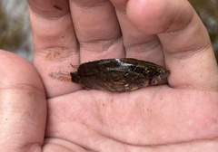 Nandus nebulosus