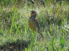 Macronyx capensis capensis