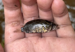Nandus nebulosus