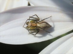 Oxyopes