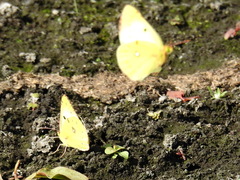 Colias hyale