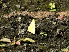 Colias hyale