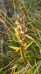 Dactylorhiza viridis
