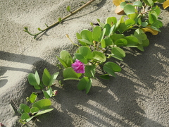 Ipomoea pes-caprae