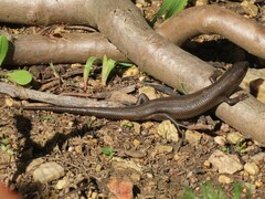 Trachylepis capensis