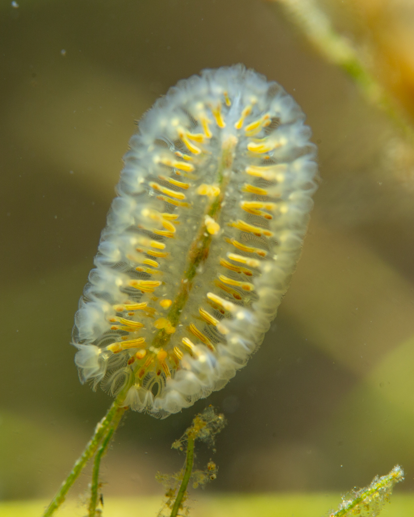 Cristatella mucedo Cuvier, 1798