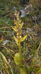 Dactylorhiza viridis