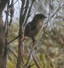 Pachycephala fuliginosa