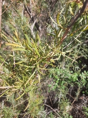 Salix exigua