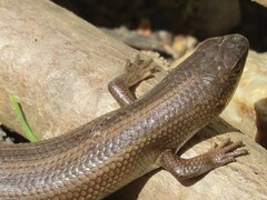 Trachylepis capensis