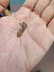 Hemidactylus turcicus