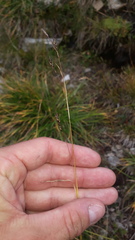 Carex sempervirens