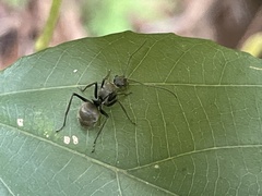 Myrma