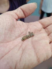 Hemidactylus turcicus