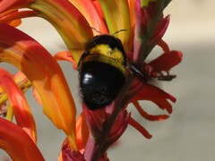 Xylocopa caffra