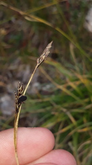 Carex sempervirens
