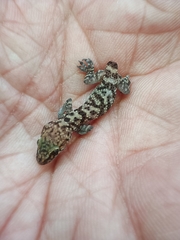 Hemidactylus turcicus