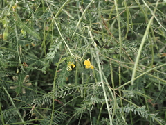 Sesbania cannabina