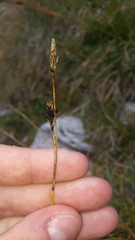 Carex sempervirens