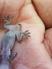 Hemidactylus turcicus