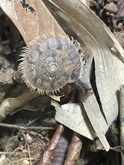 Plectotropis mackensii