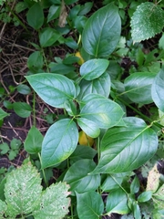 Vincetoxicum rossicum