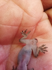 Hemidactylus turcicus