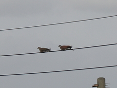 Streptopelia tranquebarica