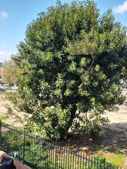 Ficus elastica
