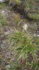 Carex sempervirens