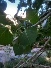 Populus fremontii