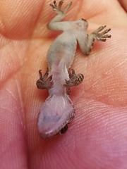 Hemidactylus turcicus