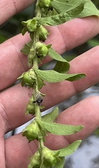 Dasistoma macrophylla