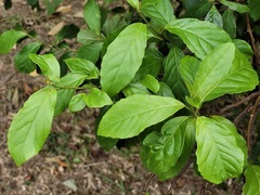 Maesa perlaria formosana