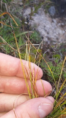 Carex myosuroides