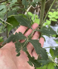 Dasistoma macrophylla