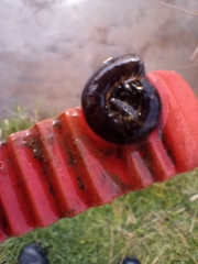 Planorbarius corneus