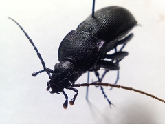 Carabus purpurascens