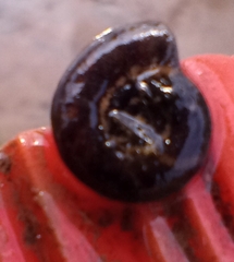 Planorbarius corneus