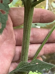 Dasistoma macrophylla