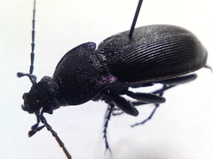 Carabus purpurascens