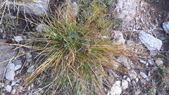 Carex myosuroides
