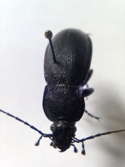 Carabus purpurascens