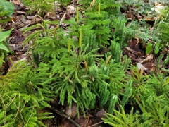 Dendrolycopodium dendroideum