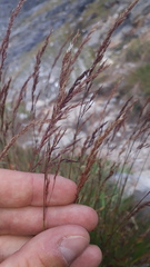Calamagrostis varia
