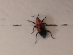 Rhodobaenus quinquepunctatus