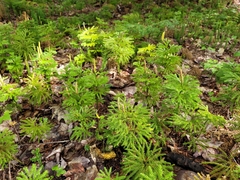 Dendrolycopodium dendroideum