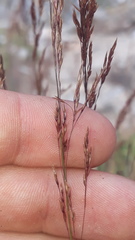Calamagrostis varia
